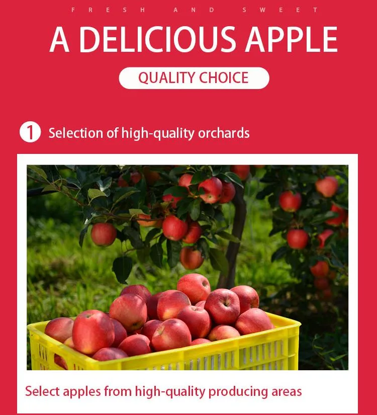 Top Quality Organic Apples Made in Italy "Fresh Apples Fruits Crunchy