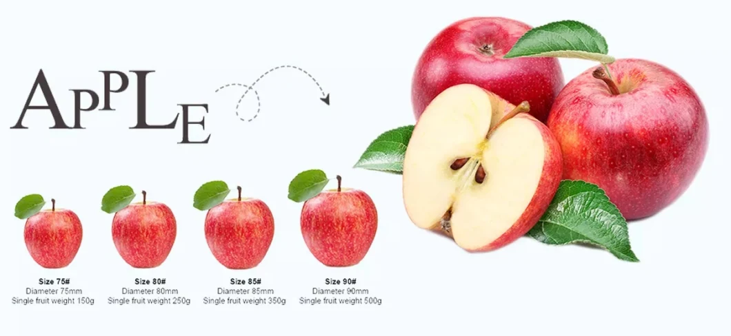 Top Quality Organic Apples Made in Italy "Fresh Apples Fruits Crunchy