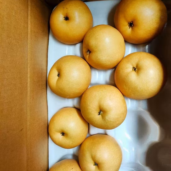 Nouvelle récolte Fresh Ya Pear Fruits frais pour l'exportation