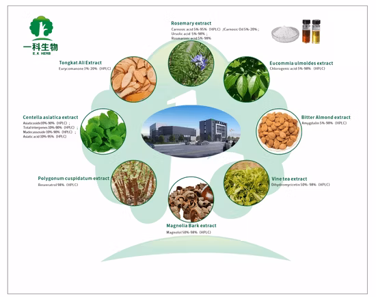 Extrait naturel de renouée en poudre de resvératrol en vrac