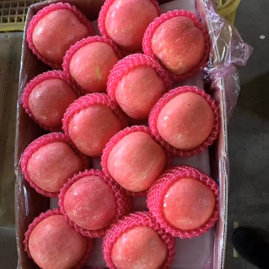 Vente chaude de haute qualité de la Chine de fruits frais Apple FUJI rouge complet