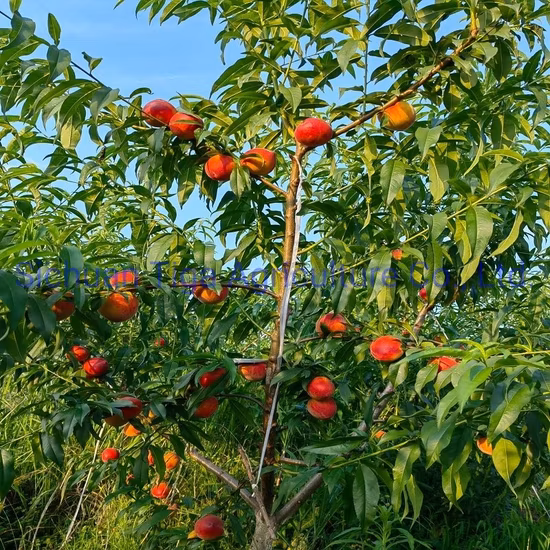 Hot Sale Délicieux Donut Doux Pêche Fruits D'été