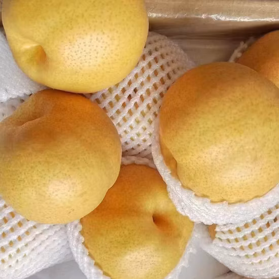 2022 Nouvelle récolte de fruits frais Poire Nashi fraîche chinoise
