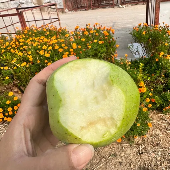 Chine Nouvelle récolte FUJI Apple Fruit naturel Pomme fraîche
