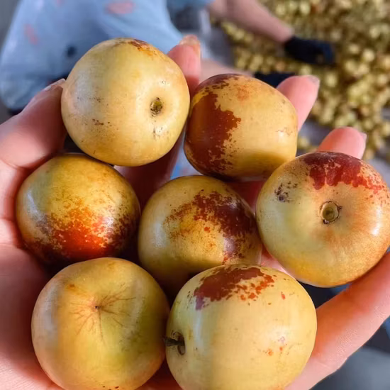 Jujube d'hiver de fruits frais croustillants de haute qualité en gros de date spéciale