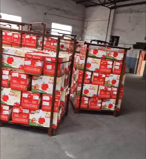 Chinese Sweet Fresh Royal Gala Apple Fresh FUJI et Red Star Apples et autres fruits frais au prix de gros en vrac pour l'exportation